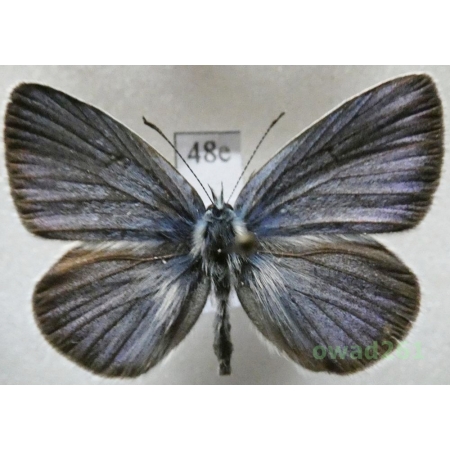 Cyaniris semiargus (Rottemburg, 1775) male Poland48e
